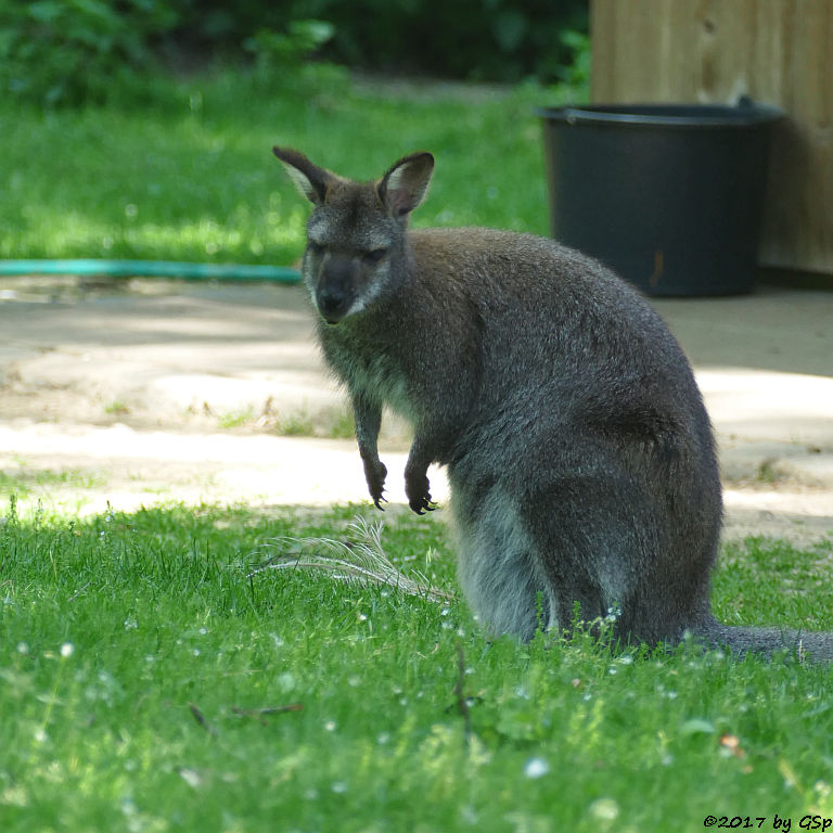 Bennettkänguru (Rotnackenwallaby)