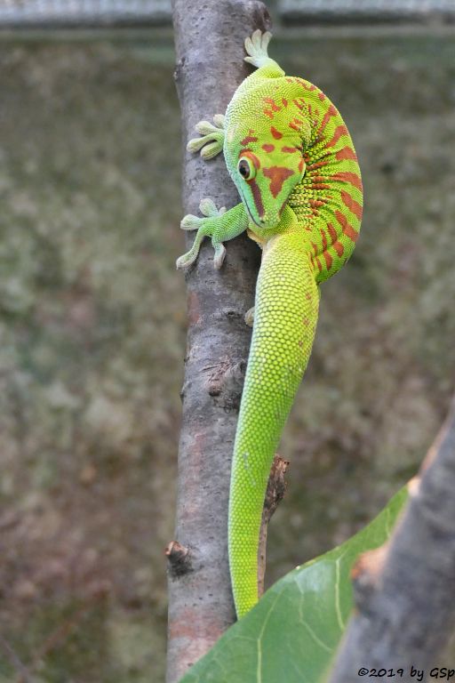 Großer Taggecko (Großer Madagaskar-Taggecko)