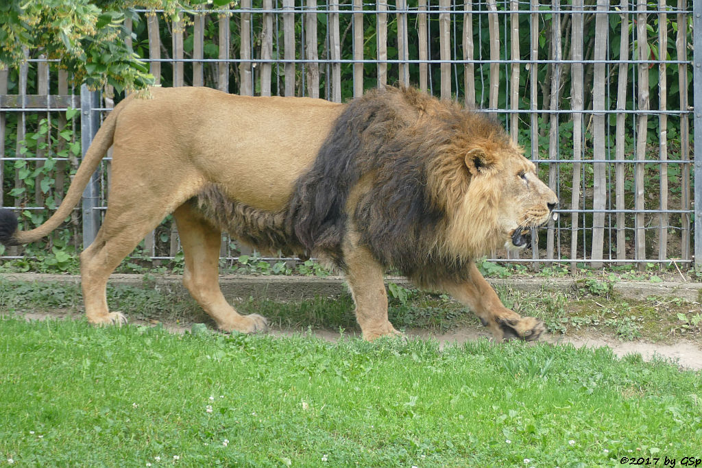 Asiatischer Löwe TEJAS