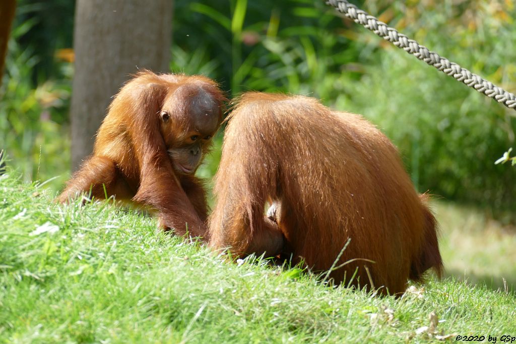 Sumatra-Orang-Utan