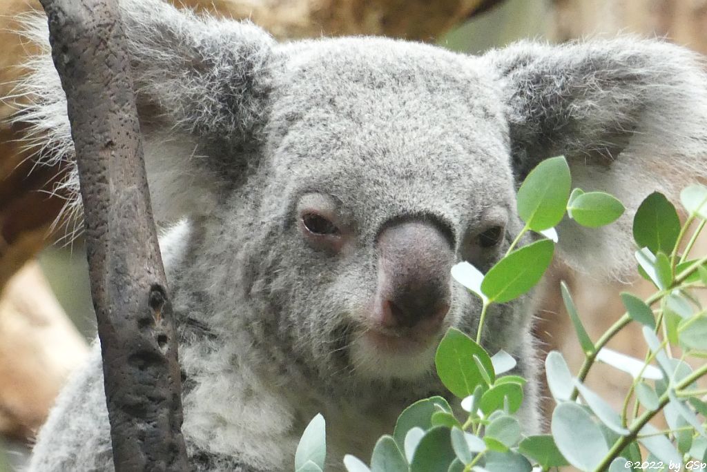 Nördlicher Koala (Queensland-Koala, Neusüdwales-Koala)