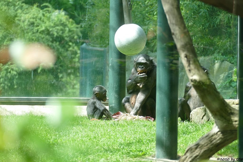 Bonobo (Zwergschimpanse)