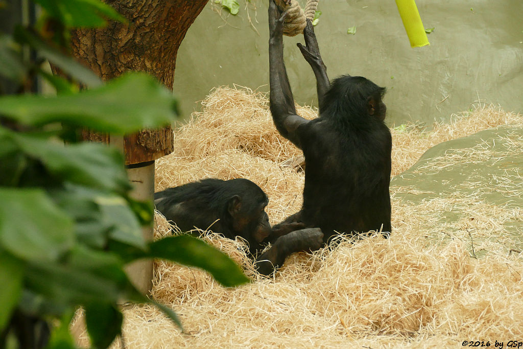 Bonobo