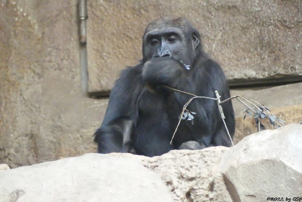 Westlicher Flachlandgorilla