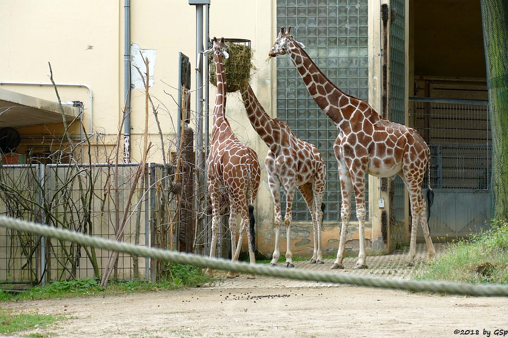 Netzgiraffe