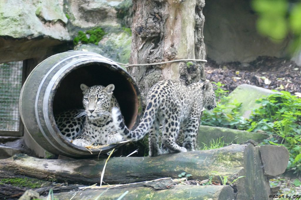 Nordpersischer Leopard (Afghanischer Leopard), Jungtier geb. am 3.4.19