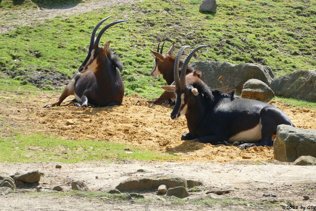 Südafrikanische Rappenantilope