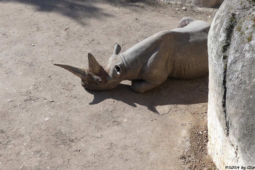 Ostafrikanisches Spitzmaulnashorn (Östliches Spitzmaulnashorn)