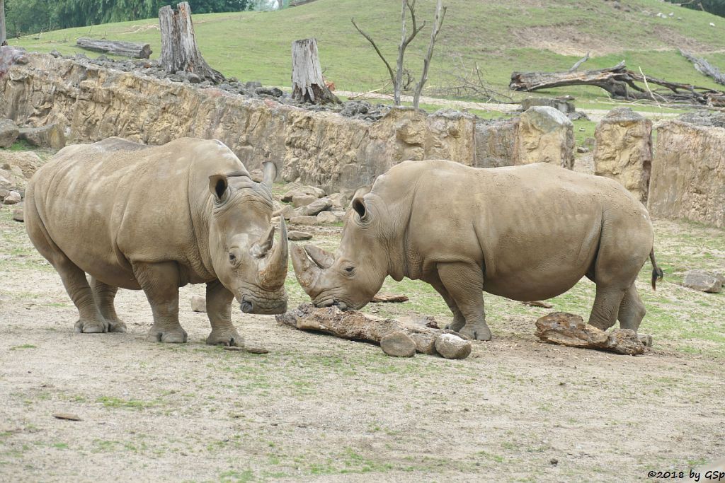 Südliches Breitmaulnashorn