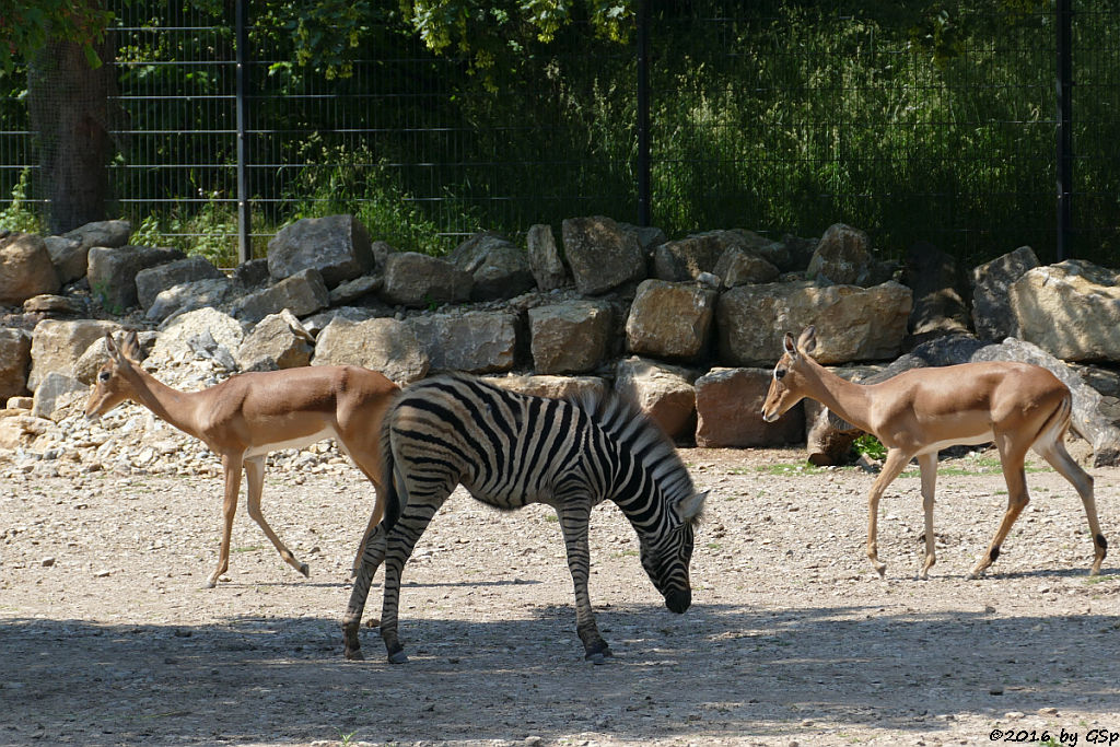 Damara-Steppenzebra, geb. am 9.5.16, Impala