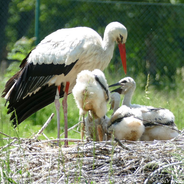 Weißstorch