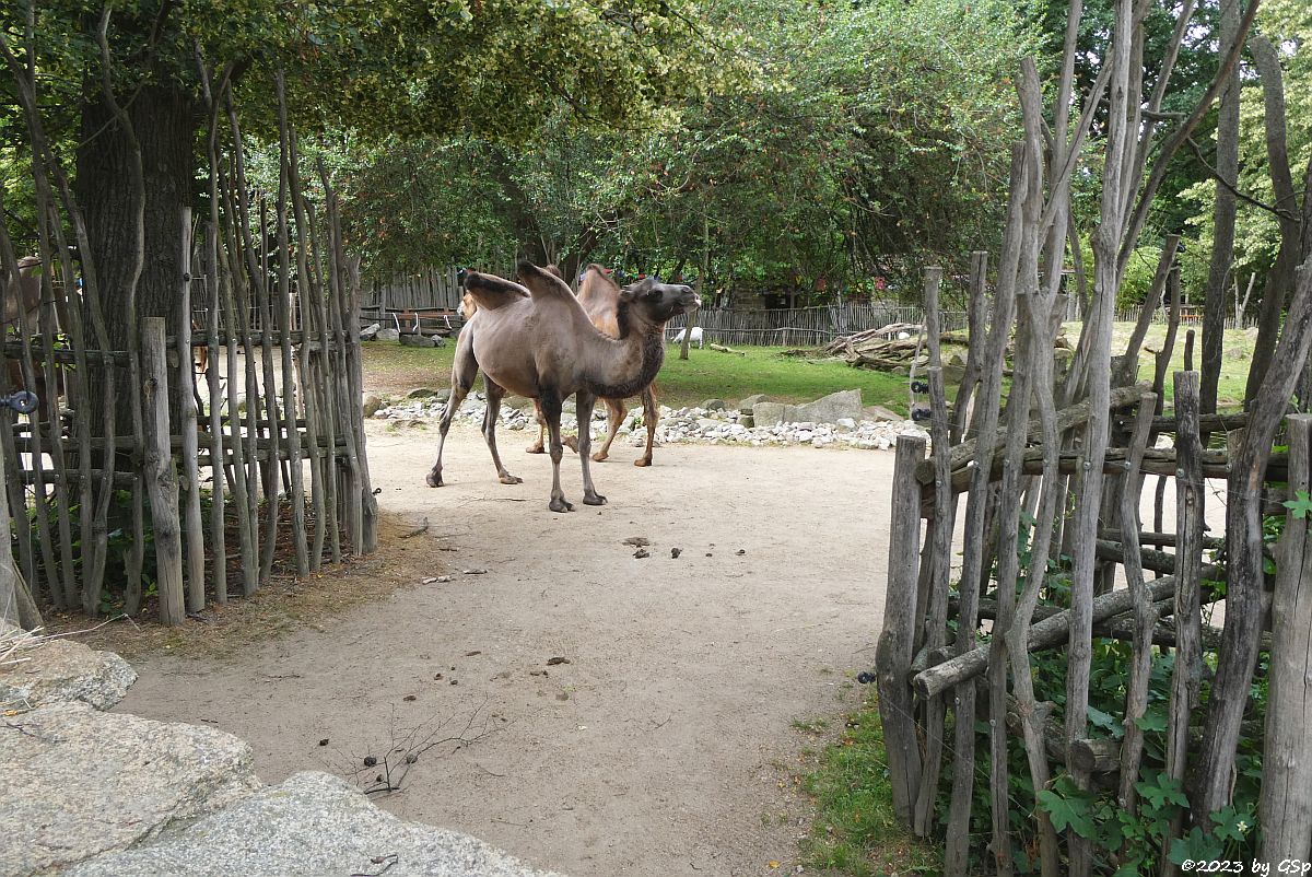 Trampeltier (Zweihöckriges Kamel, Hauskamel)