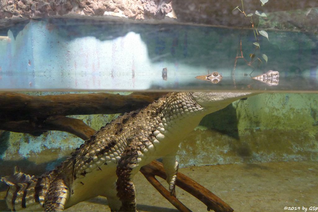 Australisches Süßwasserkrokodil (Johnstonkrokodil)