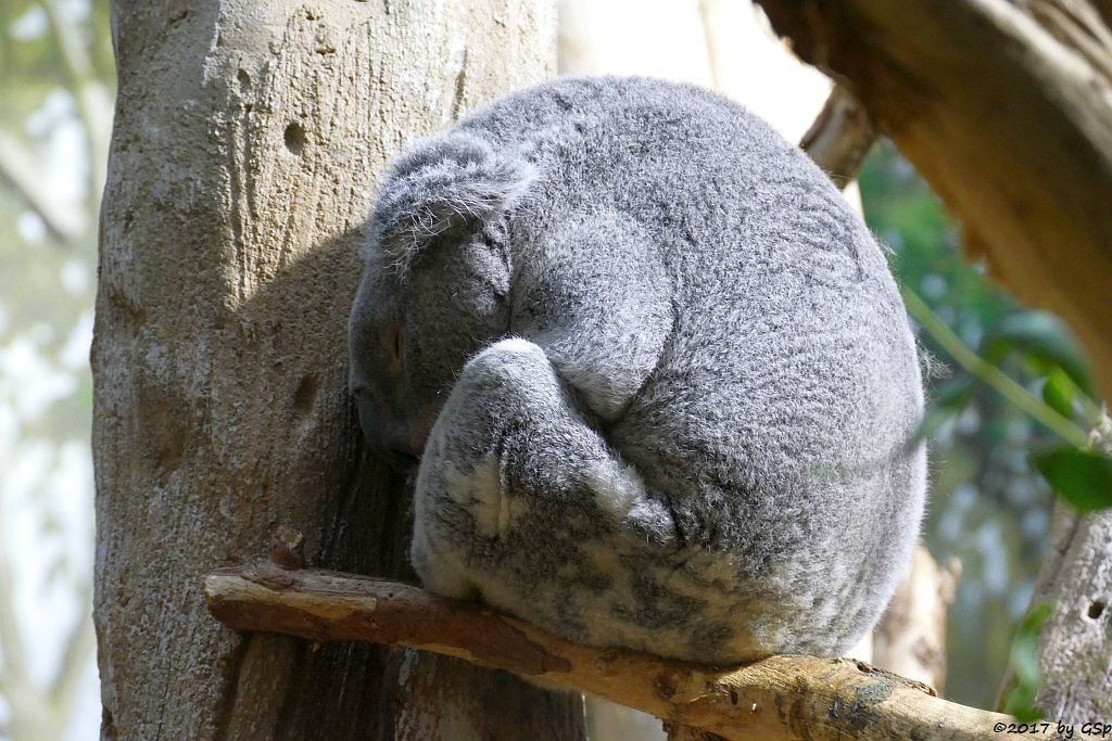 Queensland-Koala