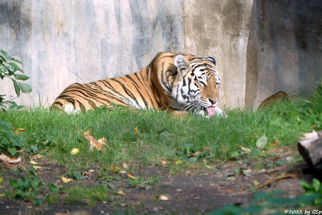 Amurtigerin (Sibirische Tigerind, Mandschu-Tigerin) YUSHKA