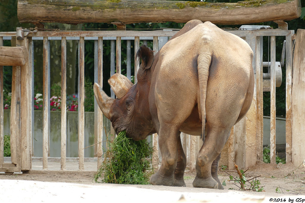 Spitzmaulnashorn KALUSHO