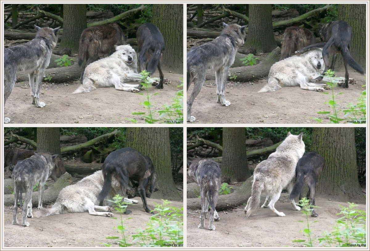 Westlicher Timberwolf (Mackenzie-Valley-Wolf)