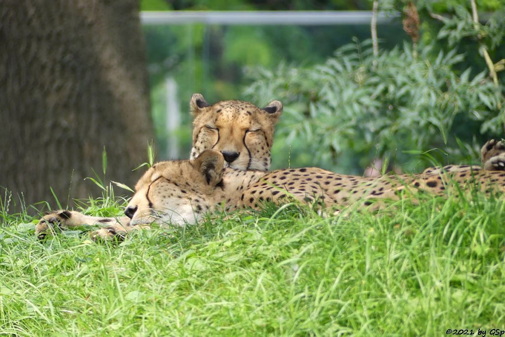 Südafrikanischer Gepard