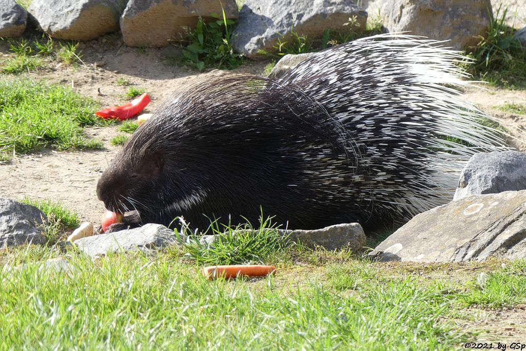 Weißschwanz-Stachelschwein (Indisches Stachelschwein)