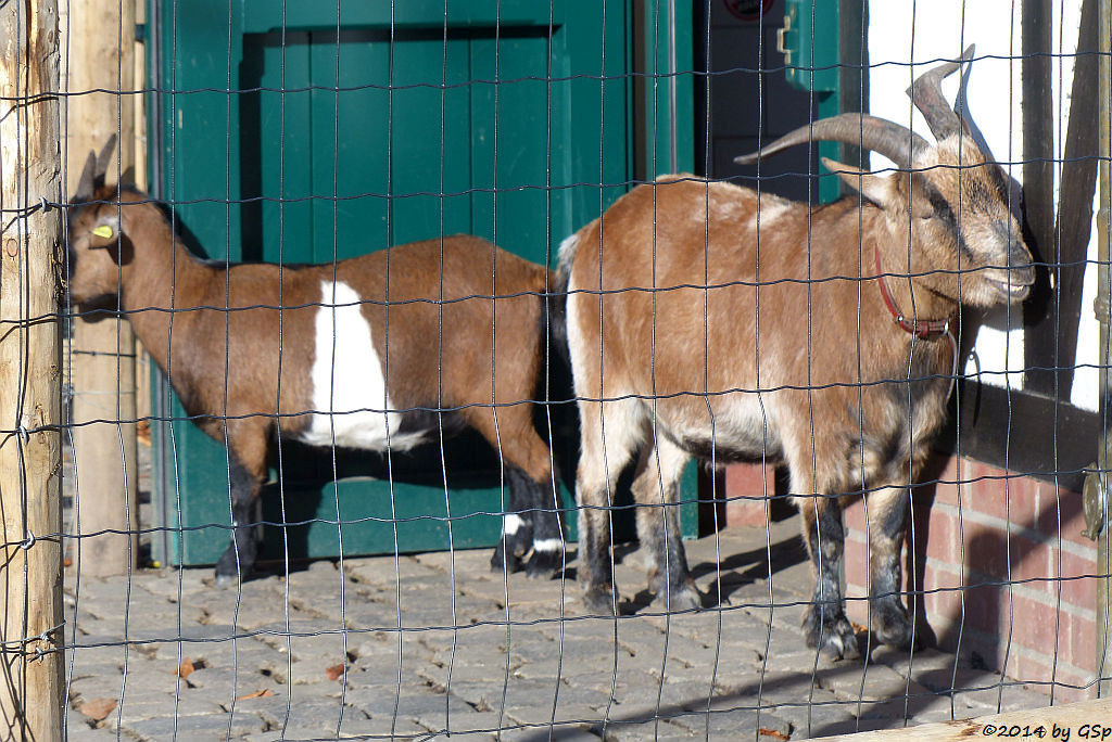 HENNES mit neuer Gefährtin