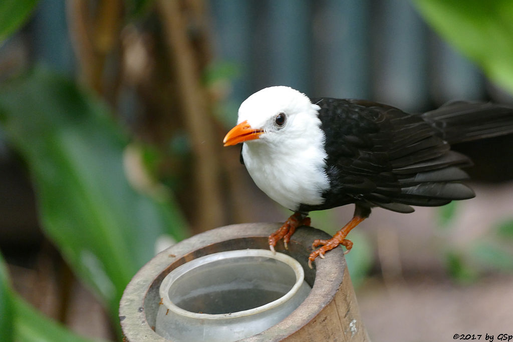 China-Rotschnabelbülbül (Weißkopf-Schwarzbülbül, Rotschnabel-Fluchtvogel)