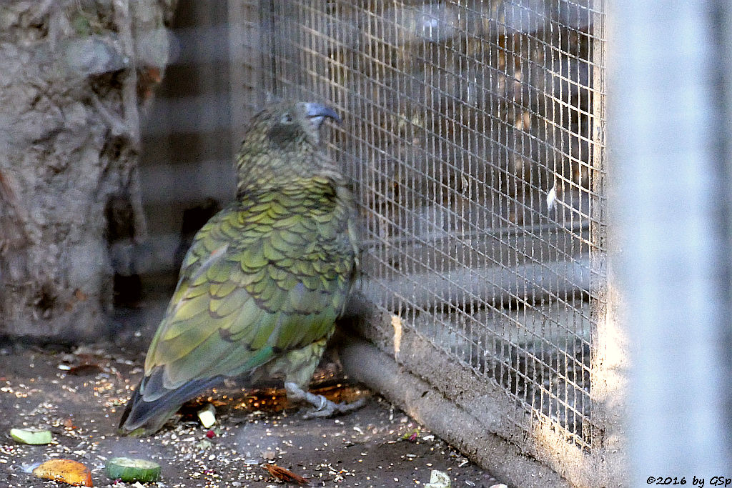 Kea