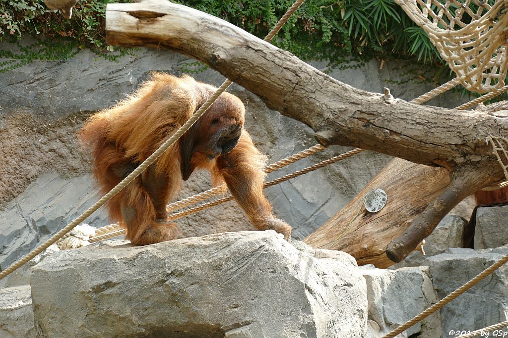 Sumatra-Orang-Utan