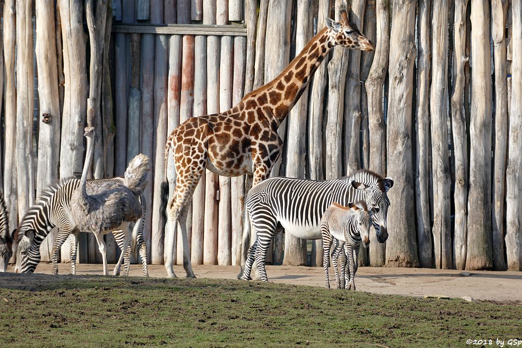 Grévy-Zebra, Nordafrikanischer Strauß (Nordafrikanischer Rothalsstrauß), Rothschildgiraffe (Uganda-Giraffe, Baringo-Giraffe)