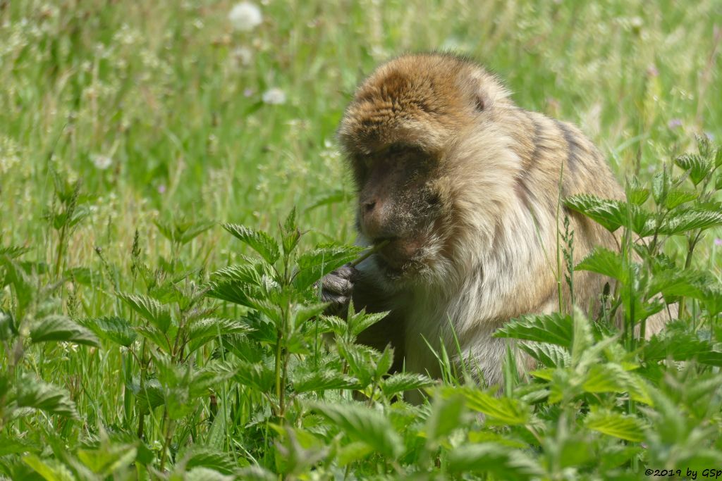 Berberaffe (Magot)