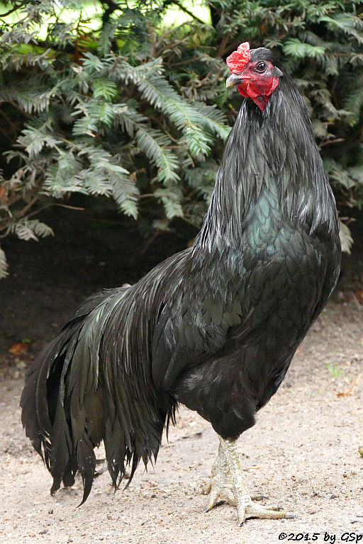 Sumatra-Huhn