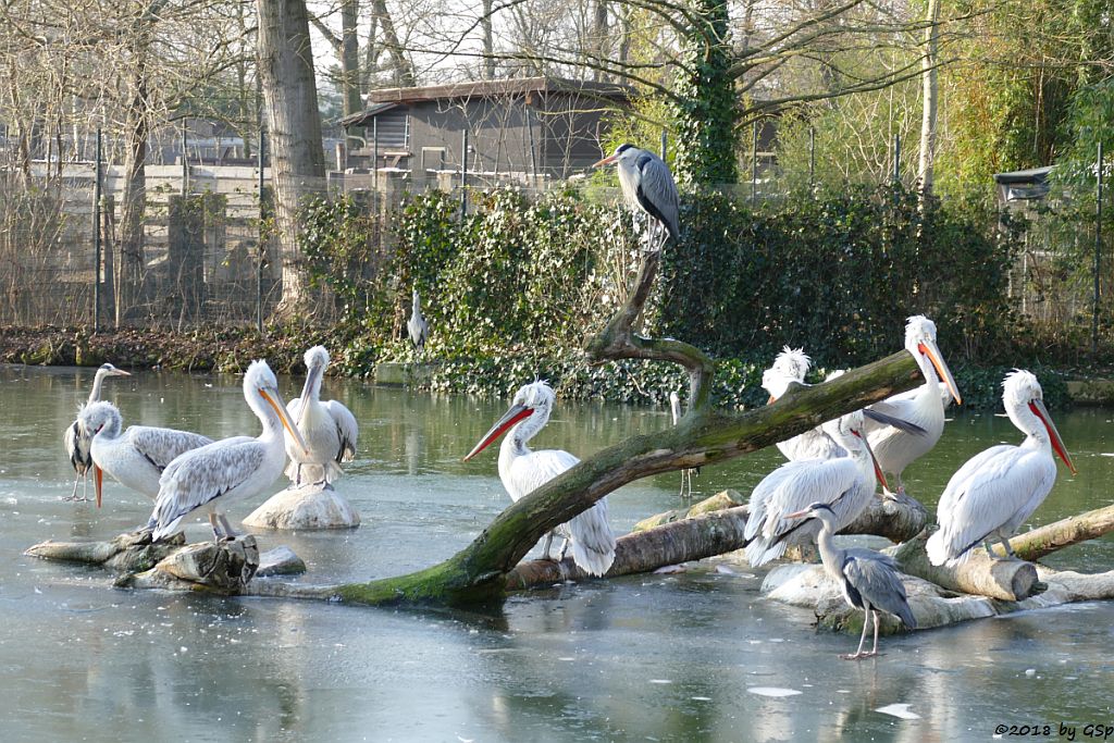 Krauskopfpelikan, Graureiher (Fischreiher)