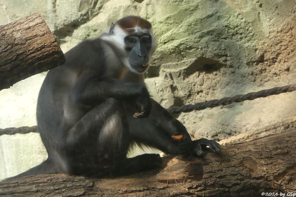 Flachlandgorilla