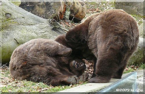 Braunbär