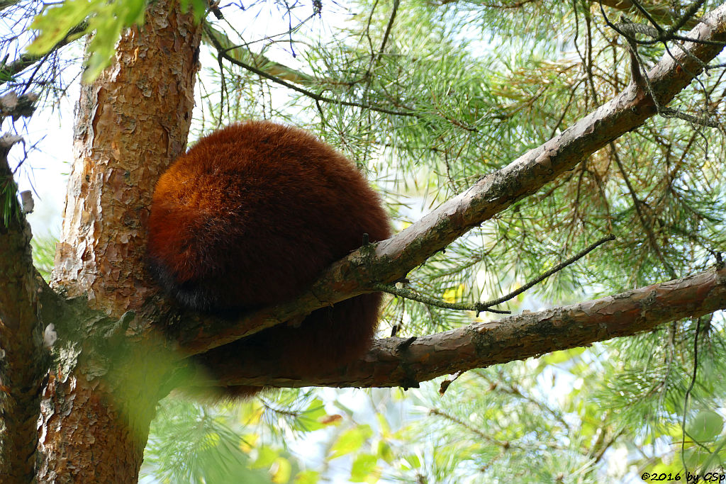 Westlicher Kleiner Panda (Westlicher Katzenbär, Nepalisischer Roter Panda)