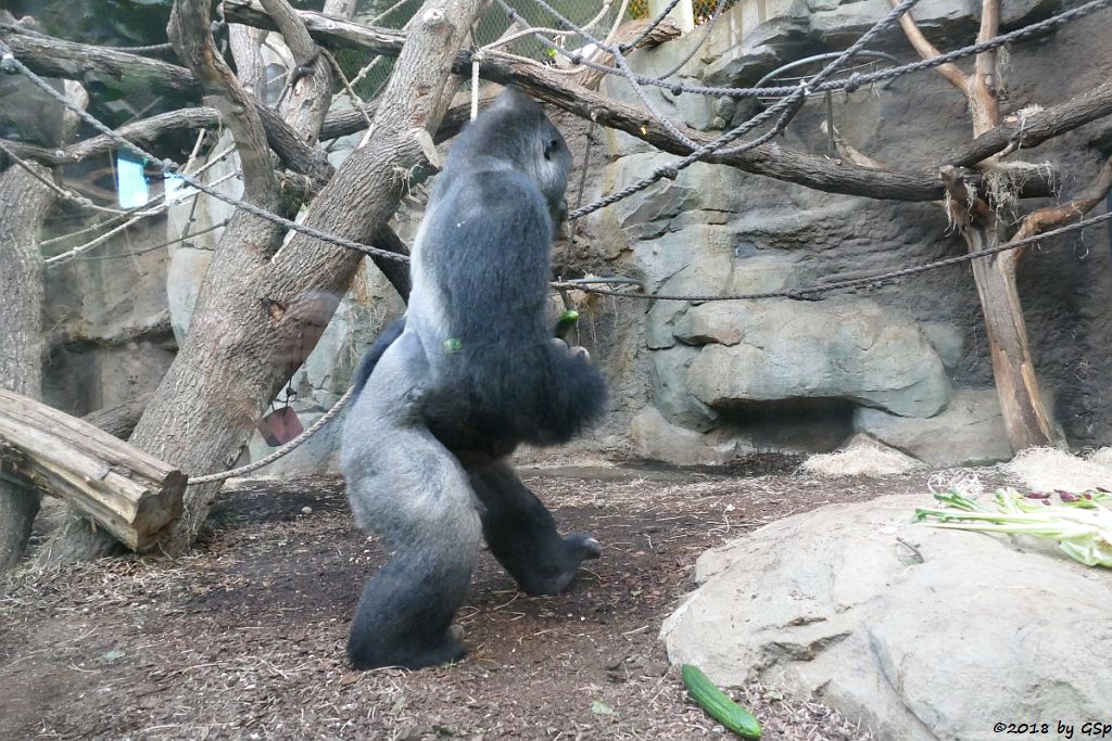 Flachlandgorilla VIATU