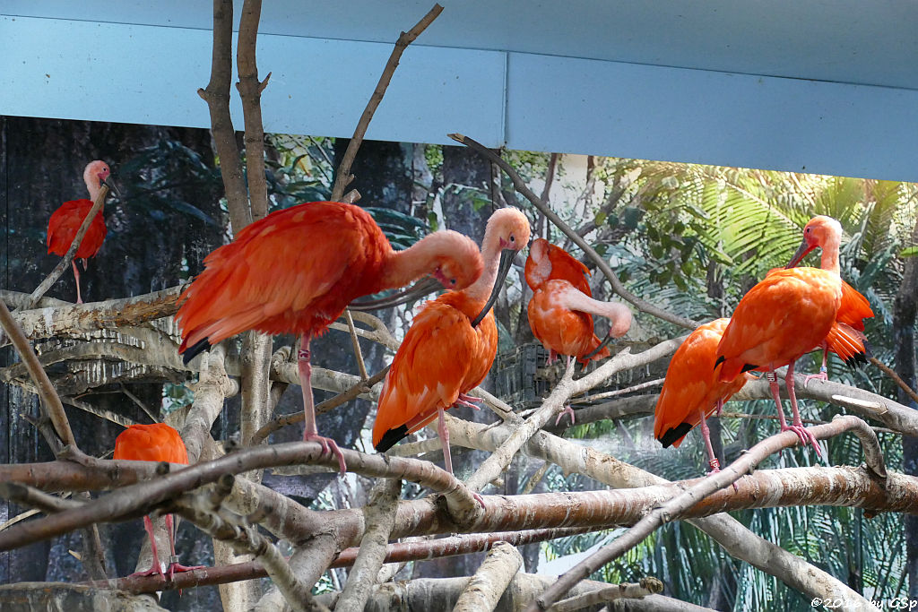 Scharlachsichler (Roter Sichler)