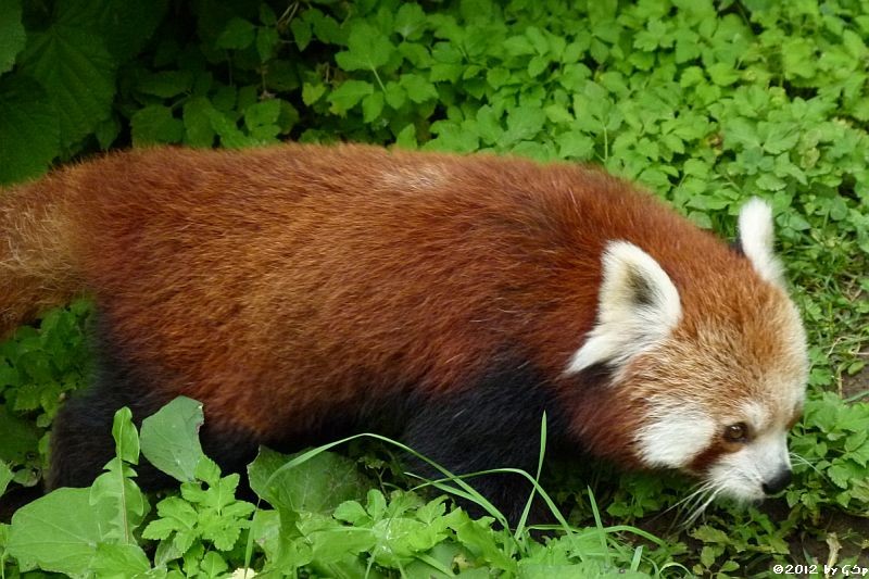 Kleiner Panda