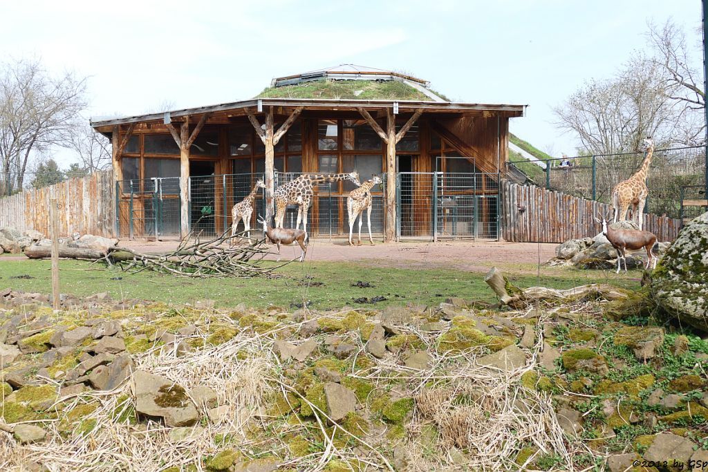 Rothschildgiraffe (Uganda-Giraffe, Baringo-Giraffe), Blessbock