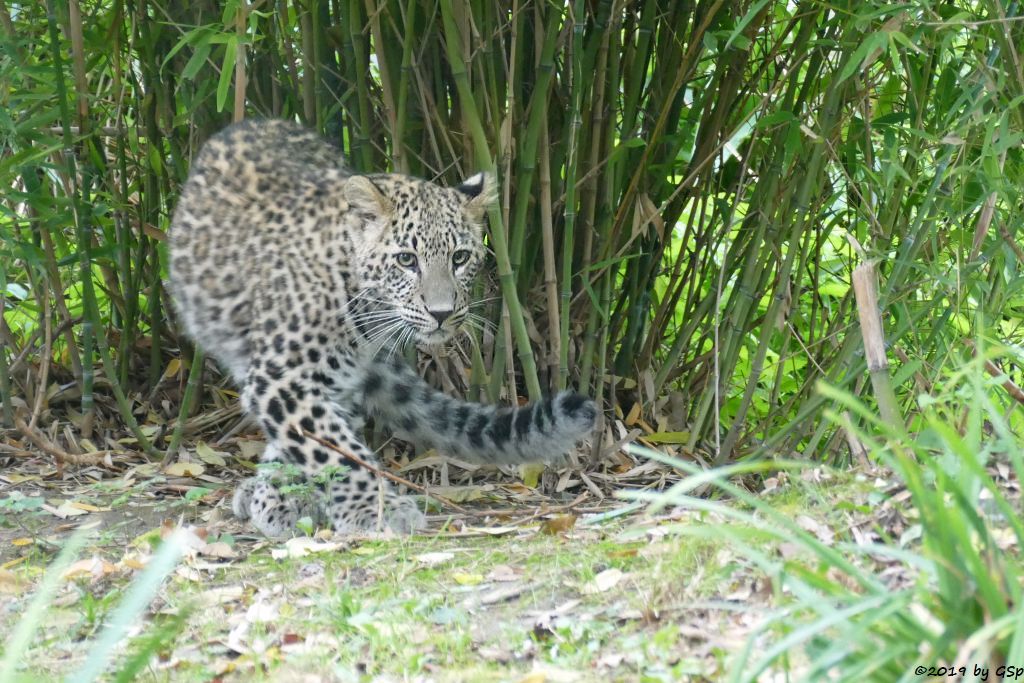 Nordpersischer Leopard (Afghanischer Leopard), geb,3.4.19