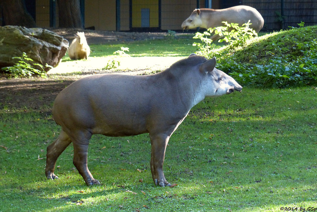 Flachlandtapir, Wasserschwein (Capybara)