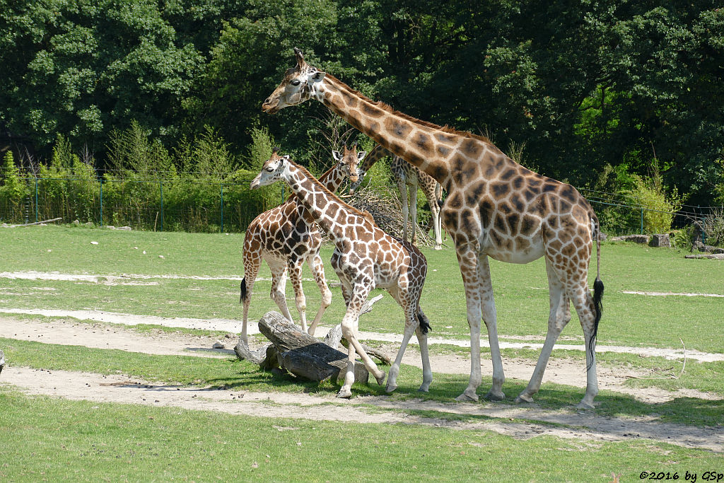  Rothschildgiraffe (Uganda-Giraffe, Baringo-Giraffe)