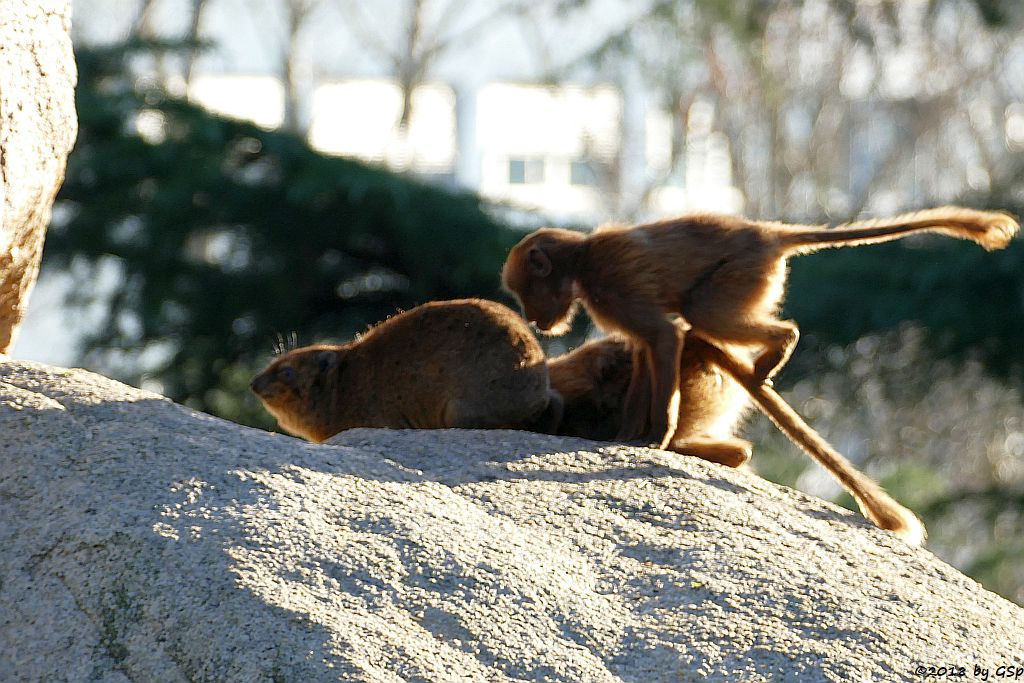 Klippschliefer (Kap-Klippschliefer), Blutbrustpavian (Dschelada)