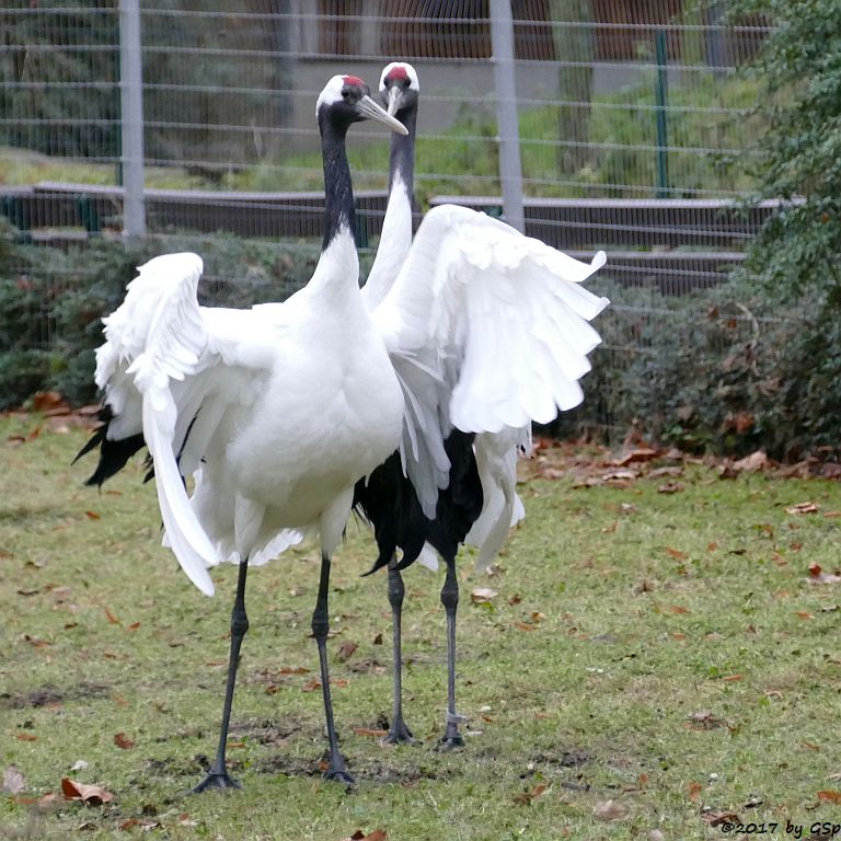 Mandschurenkranich (Rotkronenkranich, Japankranich)