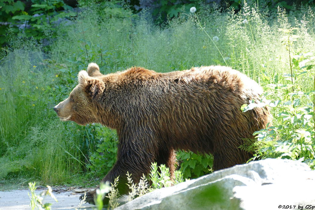 Europäischer Braunbär