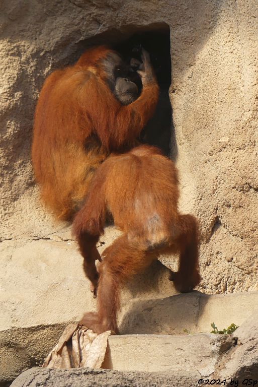 Sumatra-Orang-Utan