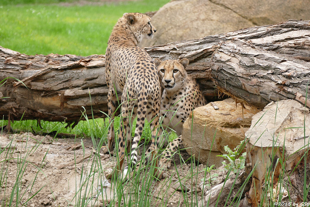 Gepard