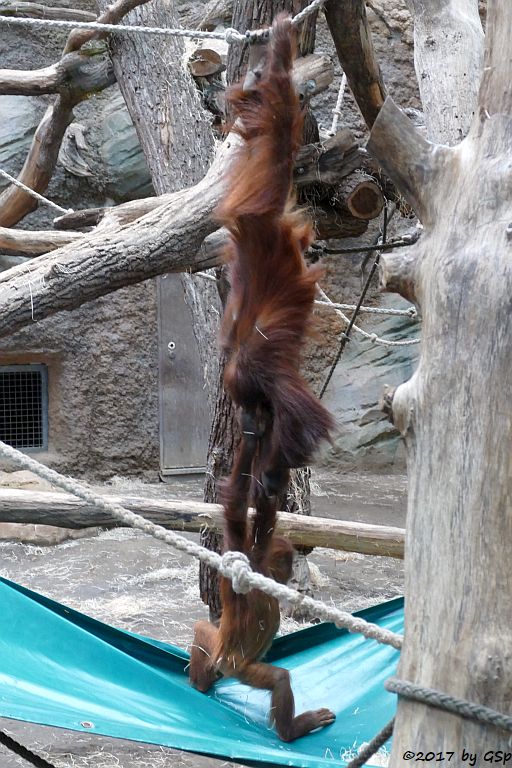 Sumatra-Orang-Utan INDAH und SAYANG