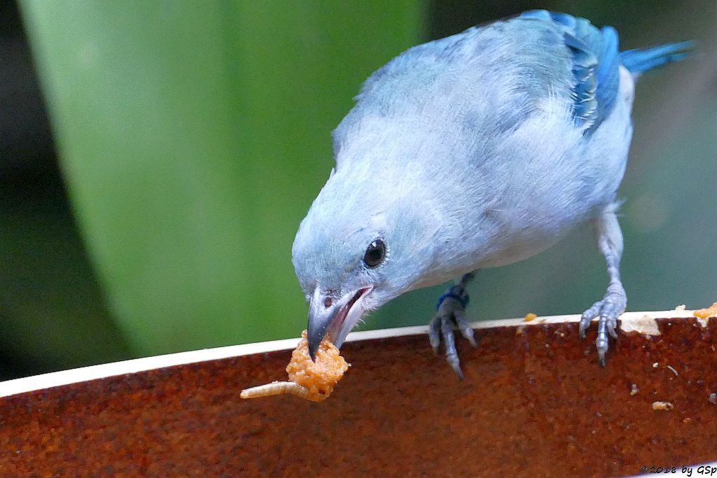 Bischofstangare (Blaugraue Tangare)