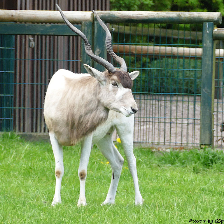 Mendesantilope (Addax)