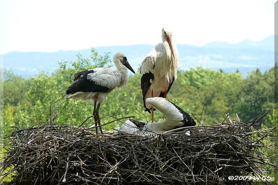 Weißstorch